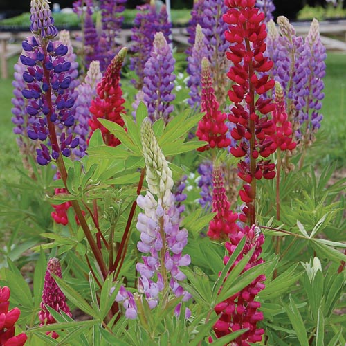 Tall Russell Lupine Flower Seeds AS2610