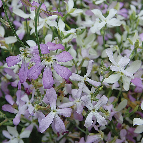 Night-Scented Stock Flower Seeds AS2591