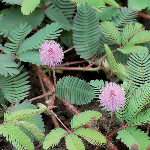 Sensitive Plant Flower Seeds AS2605