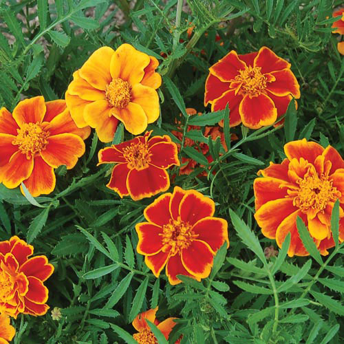Red Marietta Marigold Flower Seeds AS2600
