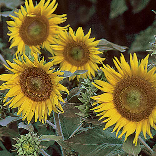 Irish Eyes Sunflower Flower Seeds AS2406