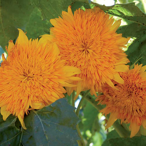 Orange Sun Sunflower Flower Seeds AS2410