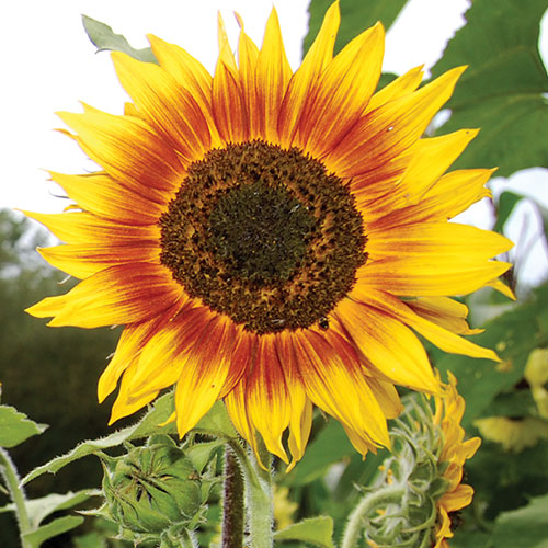Ring of Fire Sunflower Flower Seeds AS2411