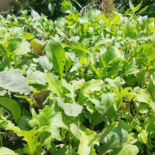 Spicy Greens Mix Vegetable Seeds AS2156
