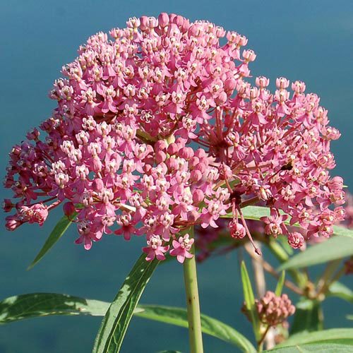 Red Milkweed Flower Seeds AS2398