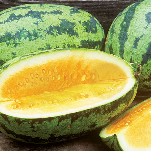 Orangeglo Watermelon Vegetable Seeds AS2351
