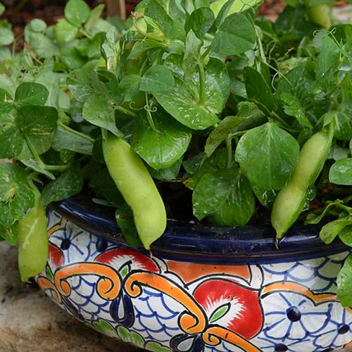 Tom Thumb Pea Vegetable Seeds AS2228