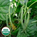 Empress Bean Vegetable Seeds AS2020