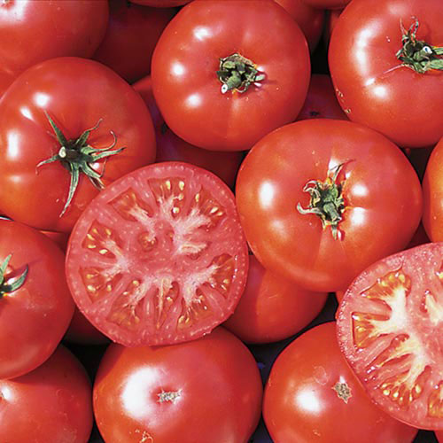 Trophy Tomato Vegetable Seeds AS2564