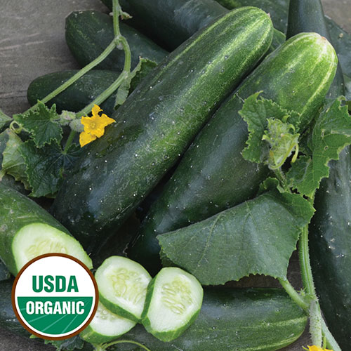 Japanese Climbing Cucumber Vegetable Seeds AS2093