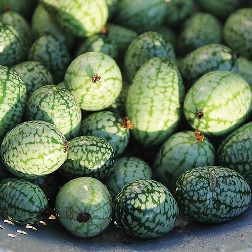 Mexican Sour Gherkin Cucumber Vegetable Seeds AS2097