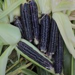 Black Aztec Corn Vegetable Seeds AS2070
