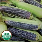 Blue Jade Corn Vegetable Seeds AS2071