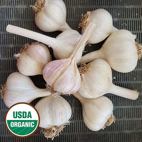 Music Garlic Vegetable Seeds AS2122