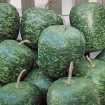 Apple Gourd Vegetable Seeds AS2129
