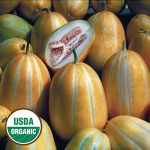Early Silver Line Melon Vegetable Seeds AS2189