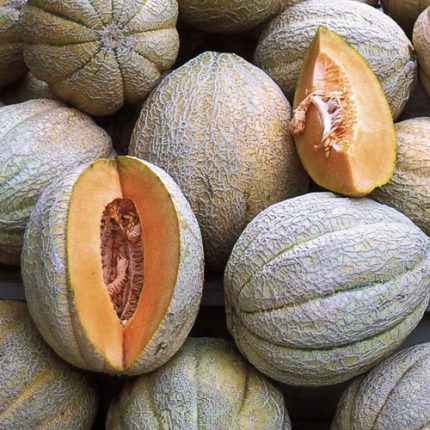 Pride of Wisconsin Melon Vegetable Seeds AS2202
