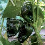 Ancho Gigantea Pepper Vegetable Seeds AS2232