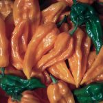 Fatalii Pepper Vegetable Seeds AS2246