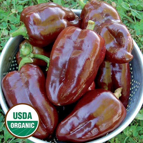 Sweet Chocolate Pepper Vegetable Seeds AS2499