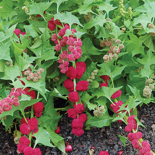 Strawberry Spinach Vegetable Seeds AS2282