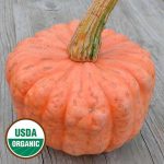 Australian Butter Squash Vegetable Seeds AS2284