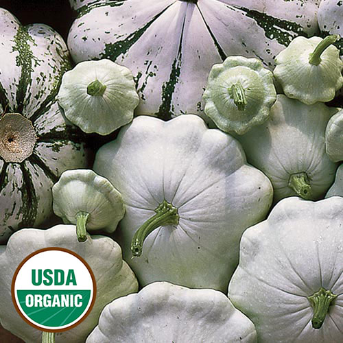 Patisson Panache Verte et Blanc Squash Vegetable Seeds AS2302