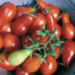 Austin's Red Pear Tomato Vegetable Seeds AS2317