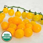Gold Rush Currant Tomato Vegetable Seeds AS2332
