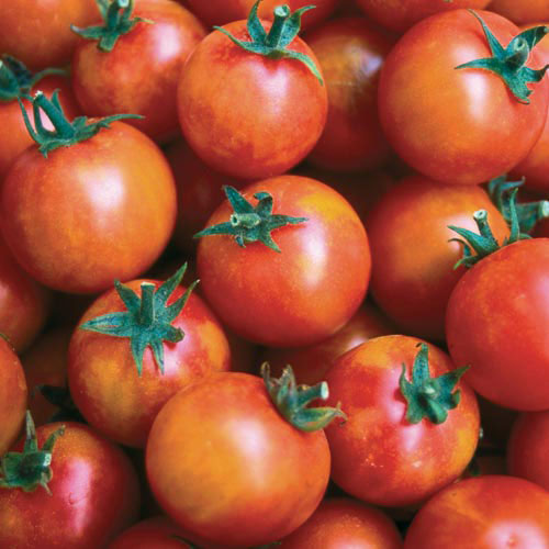 Isis Candy Cherry Tomato Vegetable Seeds AS2527
