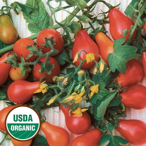 Red Fig Tomato Vegetable Seeds AS2552