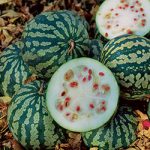 Citron Red Seeded Watermelon Vegetable Seeds AS2343