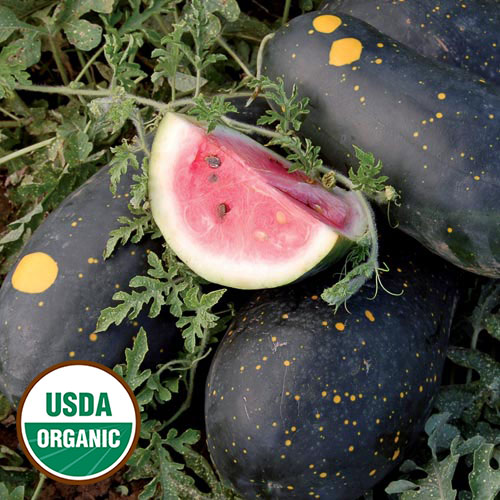 Moon & Stars (Cherokee) Watermelon Vegetable Seeds AS2347