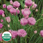 Chives Herb Seeds AS2424