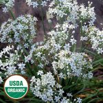 Garlic Chives Herb Seeds AS2432