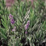 English Lavender Herb Seeds AS2430