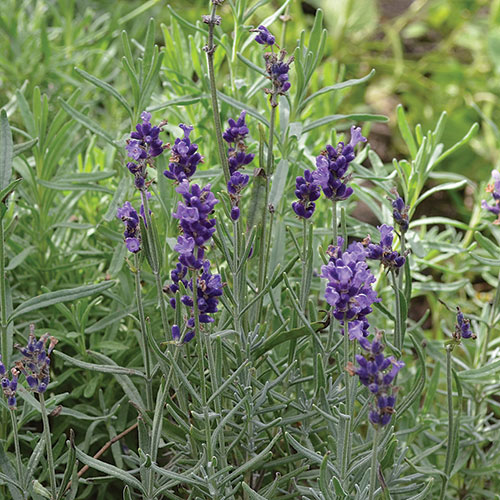 Hidcote Blue Lavender Herb Seeds AS2439