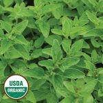 Greek Oregano Herb Seeds AS2438