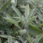 Green Culinary Sage Herb Seeds AS2623