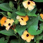Black-Eyed Susan Vine Flower Seeds AS2365