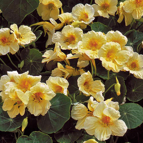 Milkmaid Nasturtium Flower Seeds AS2588