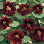 Black Velvet Nasturtium Flower Seeds AS2368