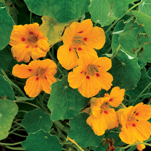 Ladybird Nasturtium Flower Seeds AS2585