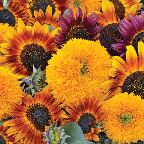Sunflower Mix Flower Seeds AS2413