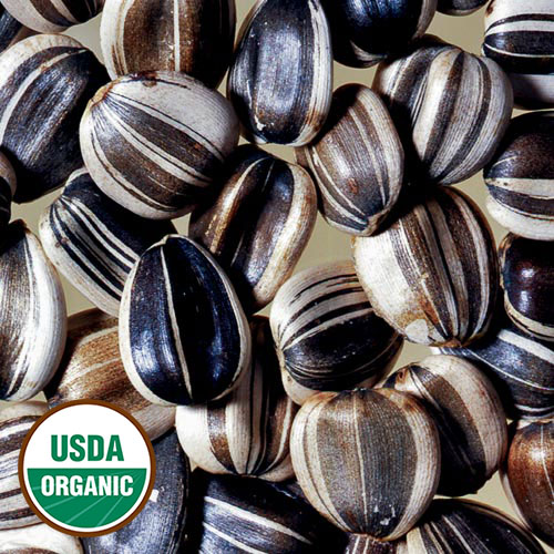 Titan Sunflower Flower Seeds AS2417