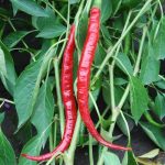 Joe's Long Cayenne Pepper Vegetable Seeds AS2480