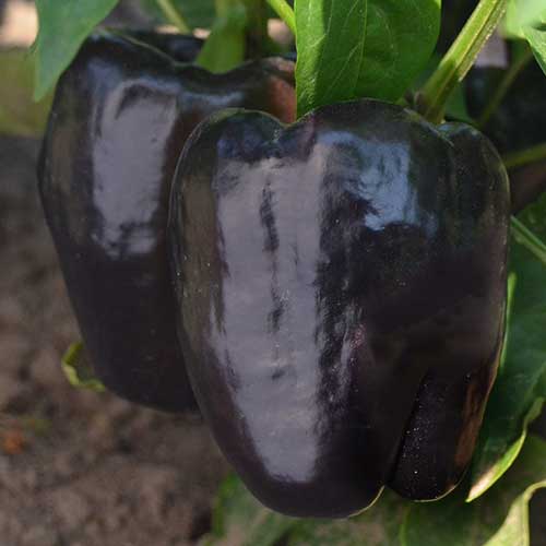 Purple Beauty Pepper Vegetable Seeds AS2493