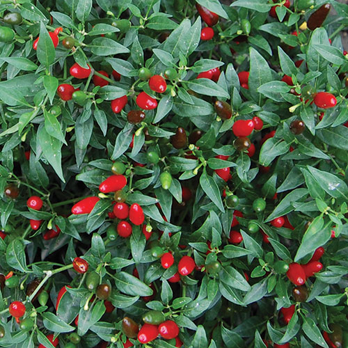 Thai Hot Pepper Vegetable Seeds AS2501