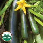 Black Beauty Zucchini Squash Vegetable Seeds AS2285