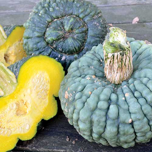 Marina di Chioggia Squash Vegetable Seeds AS2298